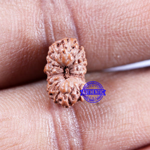 14 mukhi Indonesian Rudraksha -  Bead No. 309