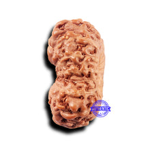 Load image into Gallery viewer, 14 mukhi Indonesian Rudraksha -  Bead No. 309
