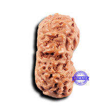 Load image into Gallery viewer, 14 mukhi Indonesian Rudraksha -  Bead No. 309
