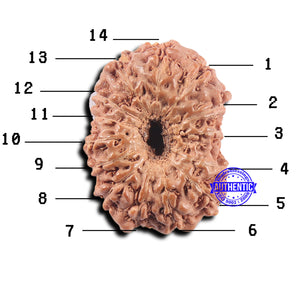 14 mukhi Indonesian Rudraksha -  Bead No. 311