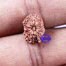 Load image into Gallery viewer, 14 mukhi Indonesian Rudraksha -  Bead No. 311
