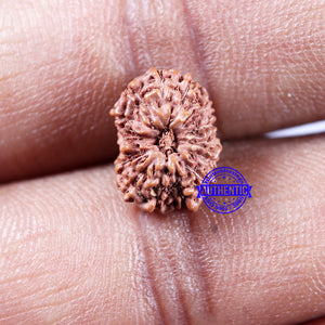 14 mukhi Indonesian Rudraksha -  Bead No. 311