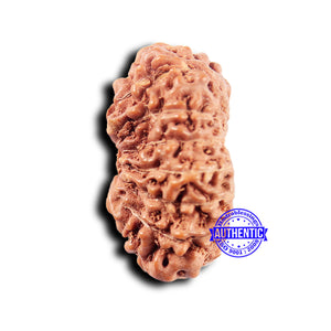 14 mukhi Indonesian Rudraksha -  Bead No. 311