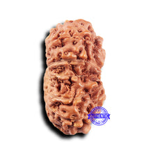 Load image into Gallery viewer, 14 mukhi Indonesian Rudraksha -  Bead No. 311
