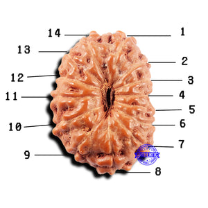 14 mukhi Indonesian Rudraksha -  Bead No. 312