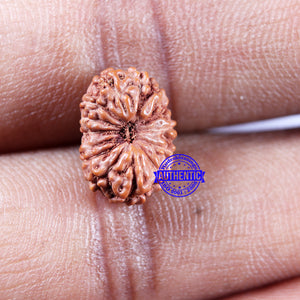 14 mukhi Indonesian Rudraksha -  Bead No. 312