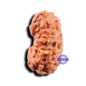 14 mukhi Indonesian Rudraksha -  Bead No. 312