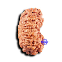 Load image into Gallery viewer, 14 mukhi Indonesian Rudraksha -  Bead No. 312
