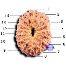 Load image into Gallery viewer, 14 mukhi Indonesian Rudraksha -  Bead No. 313
