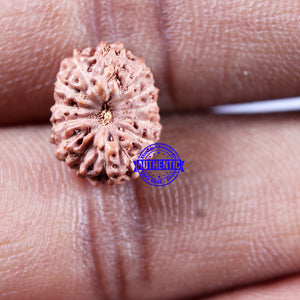 14 mukhi Indonesian Rudraksha -  Bead No. 313