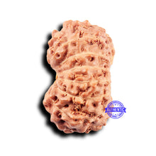 Load image into Gallery viewer, 14 mukhi Indonesian Rudraksha -  Bead No. 313
