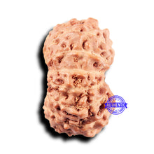 Load image into Gallery viewer, 14 mukhi Indonesian Rudraksha -  Bead No. 313
