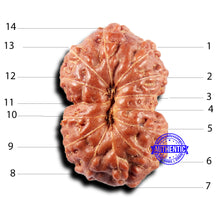 Load image into Gallery viewer, 14 mukhi Indonesian Rudraksha -  Bead No. 314
