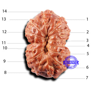 14 mukhi Indonesian Rudraksha -  Bead No. 314