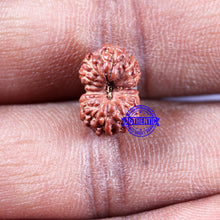 Load image into Gallery viewer, 14 mukhi Indonesian Rudraksha -  Bead No. 314
