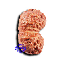 Load image into Gallery viewer, 14 mukhi Indonesian Rudraksha -  Bead No. 314
