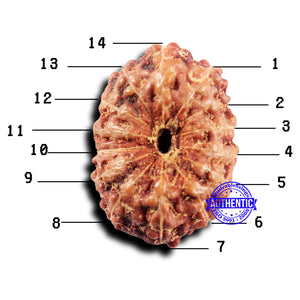 14 mukhi Indonesian Rudraksha -  Bead No. 315