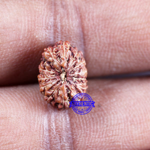 14 mukhi Indonesian Rudraksha -  Bead No. 315