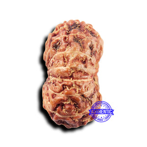 14 mukhi Indonesian Rudraksha -  Bead No. 315