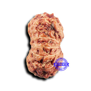 14 mukhi Indonesian Rudraksha -  Bead No. 315