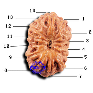 14 mukhi Indonesian Rudraksha -  Bead No. 316