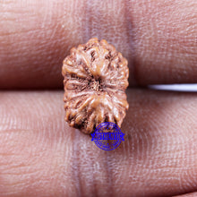 Load image into Gallery viewer, 14 mukhi Indonesian Rudraksha -  Bead No. 316
