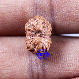 14 mukhi Indonesian Rudraksha -  Bead No. 316