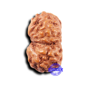 14 mukhi Indonesian Rudraksha -  Bead No. 316