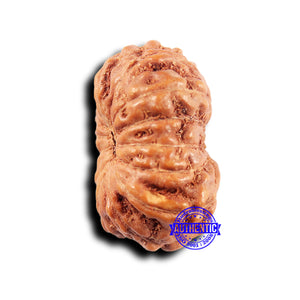 14 mukhi Indonesian Rudraksha -  Bead No. 316