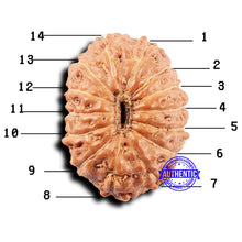 Load image into Gallery viewer, 14 mukhi Indonesian Rudraksha -  Bead No. 317
