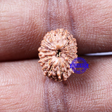 Load image into Gallery viewer, 14 mukhi Indonesian Rudraksha -  Bead No. 317
