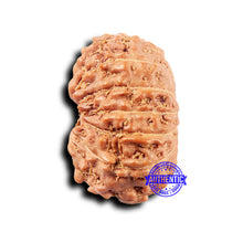 Load image into Gallery viewer, 14 mukhi Indonesian Rudraksha -  Bead No. 317
