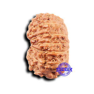 14 mukhi Indonesian Rudraksha -  Bead No. 317