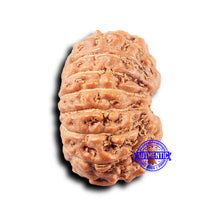 Load image into Gallery viewer, 14 mukhi Indonesian Rudraksha -  Bead No. 317
