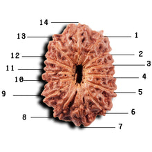 Load image into Gallery viewer, 14 mukhi Indonesian Rudraksha -  Bead No. 318
