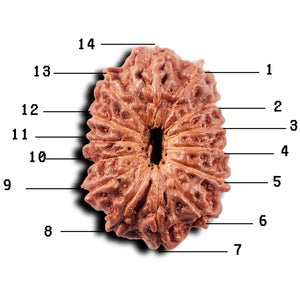 14 mukhi Indonesian Rudraksha -  Bead No. 318