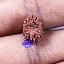 Load image into Gallery viewer, 14 mukhi Indonesian Rudraksha -  Bead No. 318
