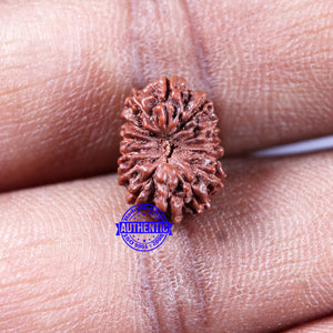 14 mukhi Indonesian Rudraksha -  Bead No. 318