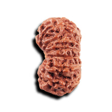 Load image into Gallery viewer, 14 mukhi Indonesian Rudraksha -  Bead No. 318
