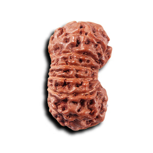 14 mukhi Indonesian Rudraksha -  Bead No. 318