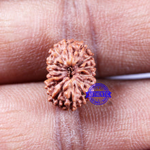 Load image into Gallery viewer, 14 mukhi Indonesian Rudraksha -  Bead No. 319
