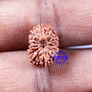 14 mukhi Indonesian Rudraksha -  Bead No. 319