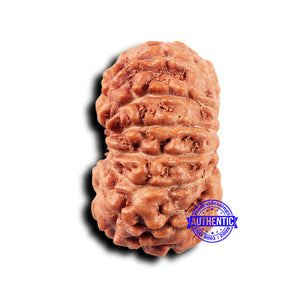 14 mukhi Indonesian Rudraksha -  Bead No. 319