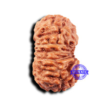 Load image into Gallery viewer, 14 mukhi Indonesian Rudraksha -  Bead No. 319
