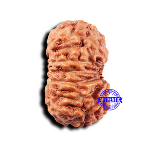 14 mukhi Indonesian Rudraksha -  Bead No. 319