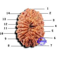 Load image into Gallery viewer, 14 mukhi Indonesian Rudraksha -  Bead No. 320
