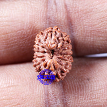 Load image into Gallery viewer, 14 mukhi Indonesian Rudraksha -  Bead No. 320
