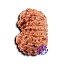 Load image into Gallery viewer, 14 mukhi Indonesian Rudraksha -  Bead No. 320
