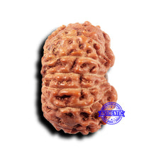 Load image into Gallery viewer, 14 mukhi Indonesian Rudraksha -  Bead No. 320
