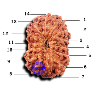 14 mukhi Indonesian Rudraksha -  Bead No. 321